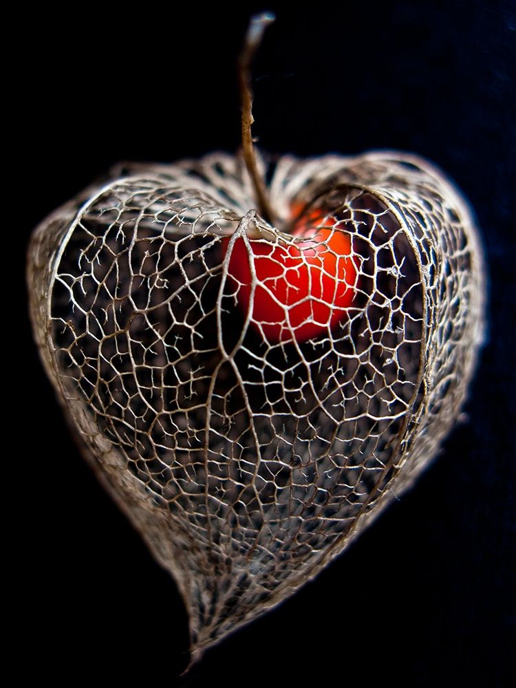 Lantern Heart II art print by Matthias Weber for $57.95 CAD