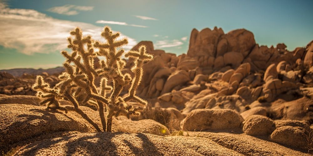 Desert Foreground art print by Tom Lichtenwalter for $57.95 CAD