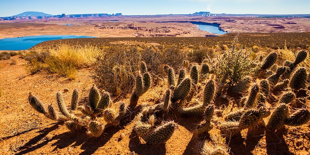 Wildwest Cactus art print by Tom Lichtenwalter for $57.95 CAD