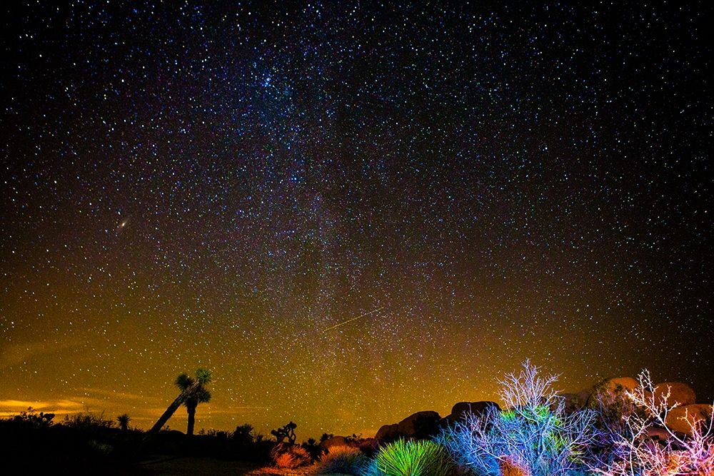 Stars over Joshua art print by Tom Lichtenwalter for $57.95 CAD