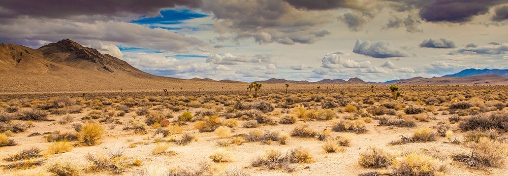 Open Range art print by Tom Lichtenwalter for $57.95 CAD