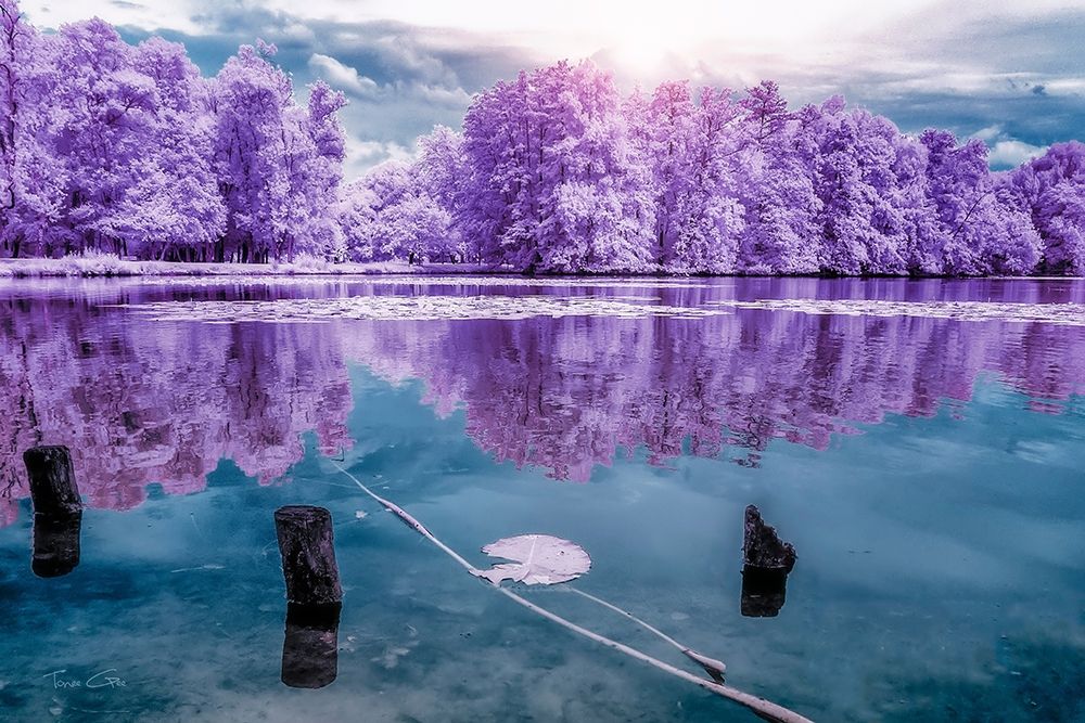 Majolan s Park Reflections I-Bordeaux - Infrared and UV photography art print by Tonee Gee for $57.95 CAD