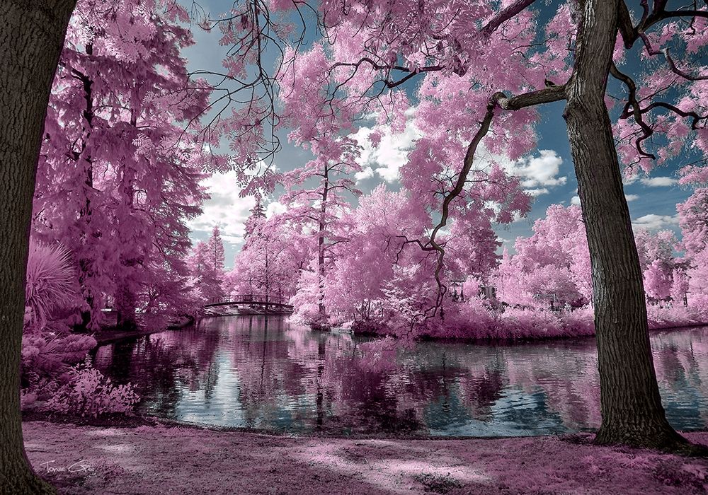 Bordeaux s Park - Infrared Photography art print by Tonee Gee for $57.95 CAD