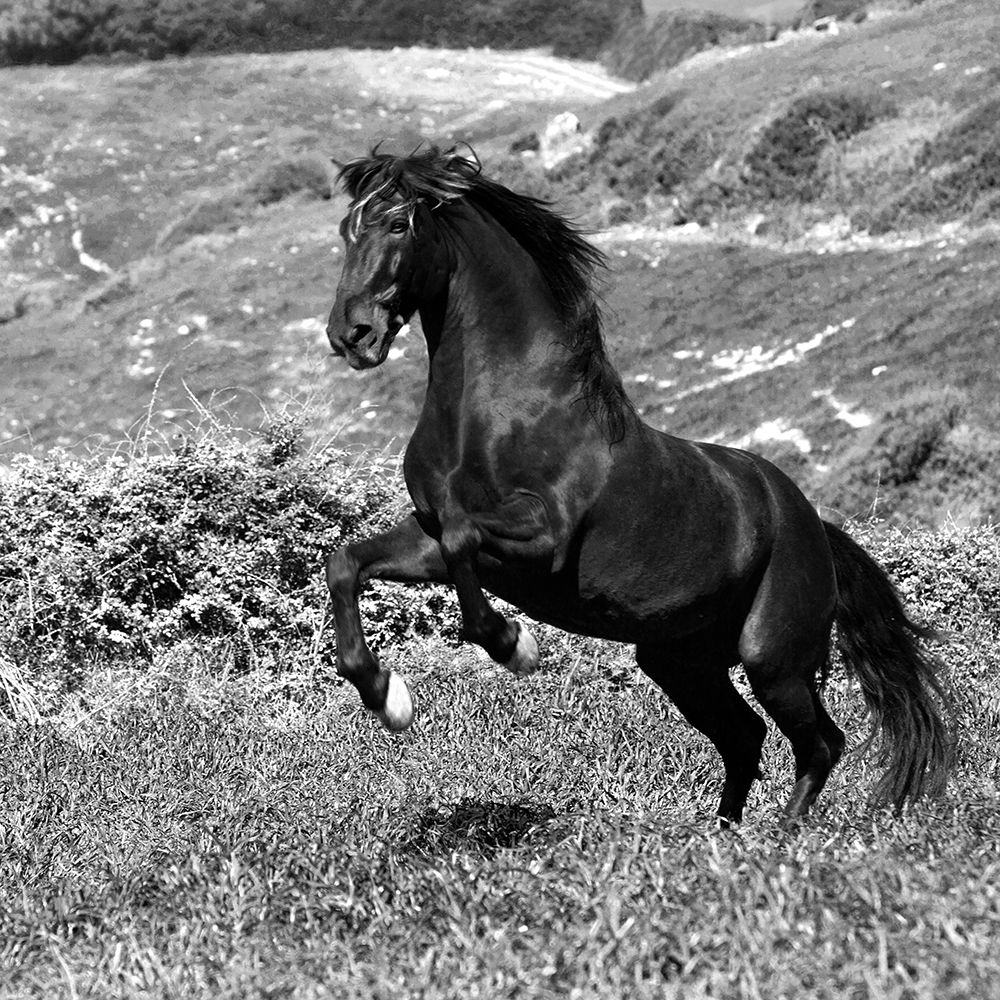 Island Horse art print by Jorge Llovet for $57.95 CAD