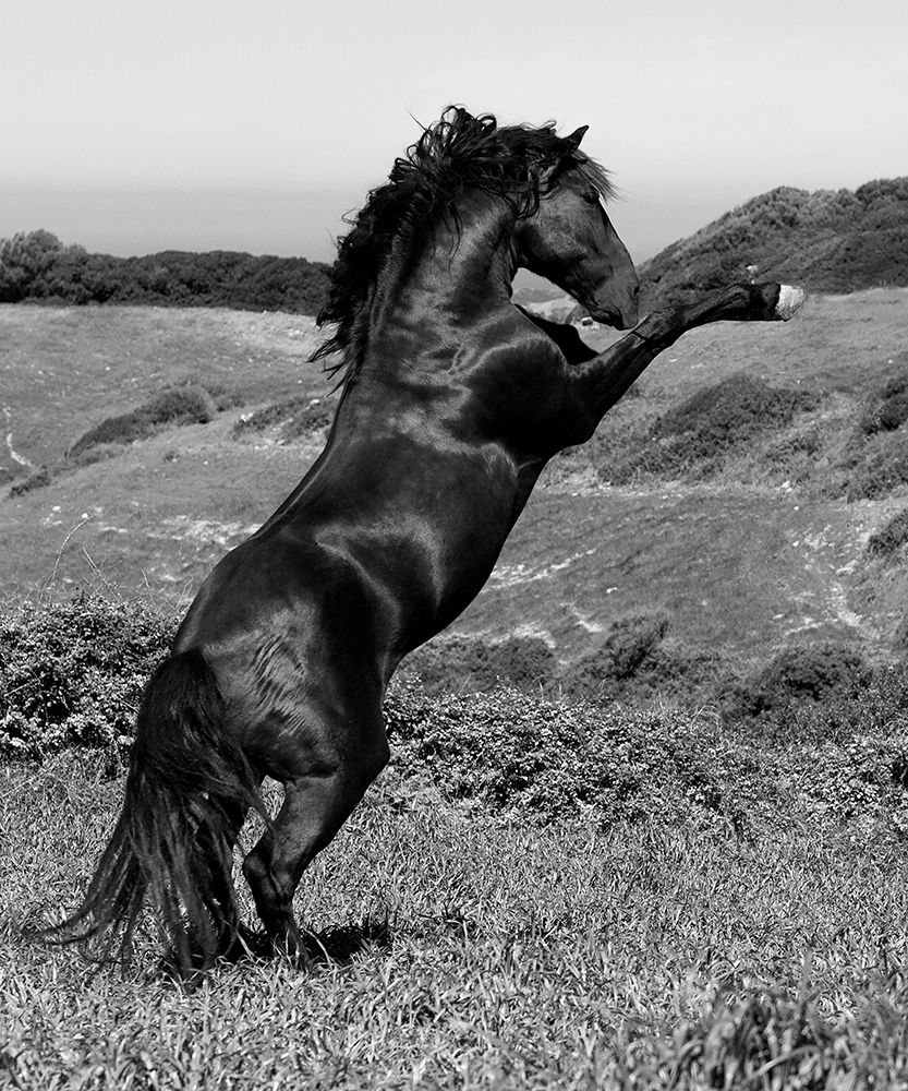 Horse Freedom-Horse at Liberty art print by Jorge Llovet for $57.95 CAD