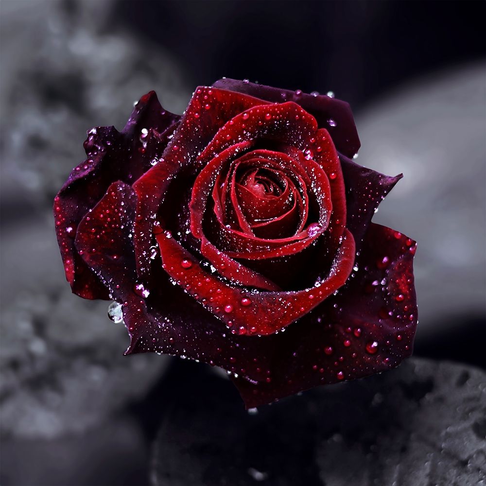 Luxury art print by Lily Andrea Seidel for $57.95 CAD