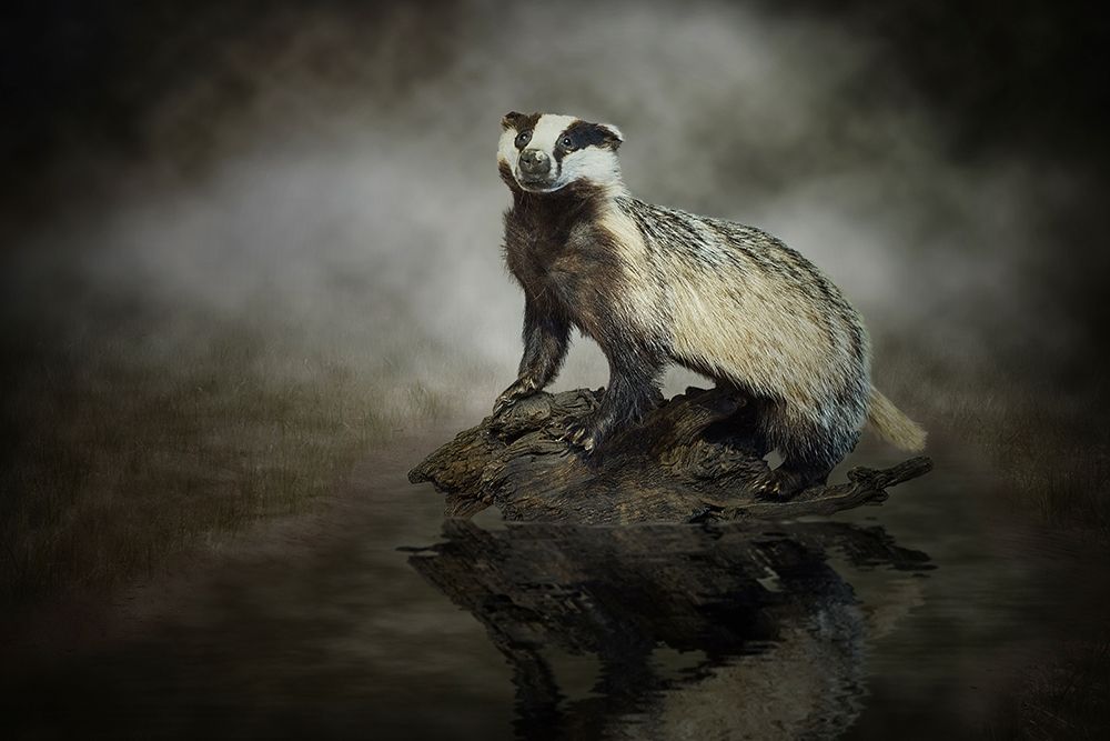 European Badger art print by Michiel Visser for $57.95 CAD