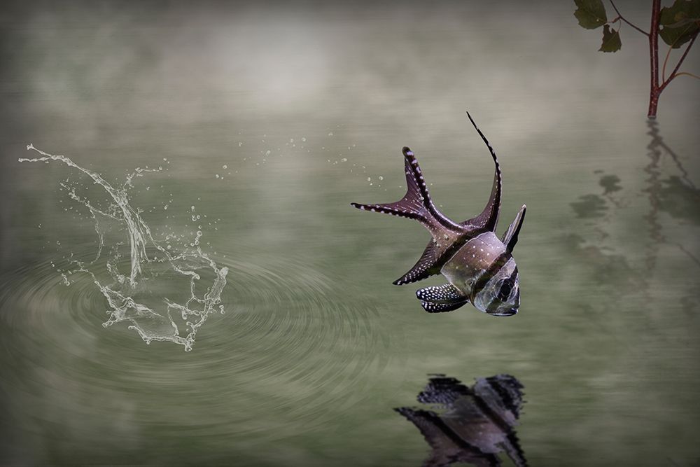 Banggai Cardinalfish art print by Michiel Visser for $57.95 CAD