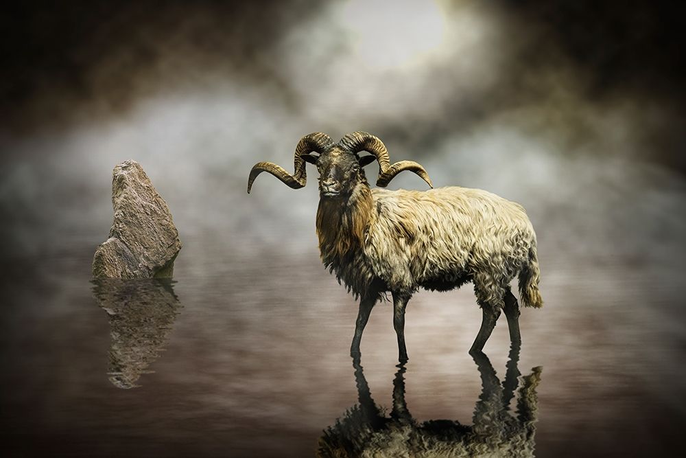 Sheep art print by Michiel Visser for $57.95 CAD