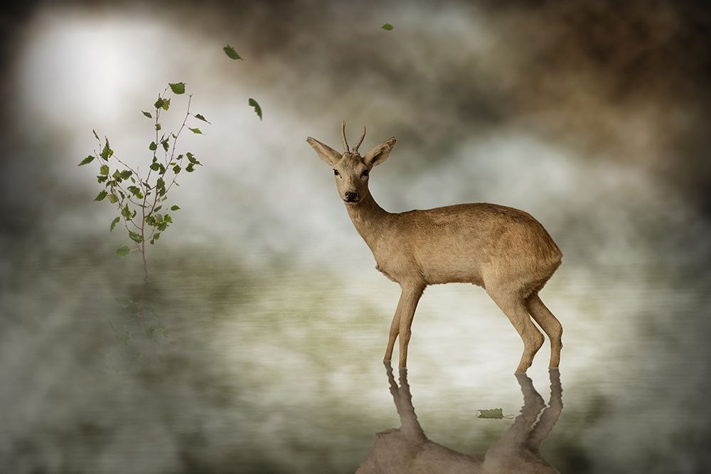 Young Deer art print by Michiel Visser for $57.95 CAD