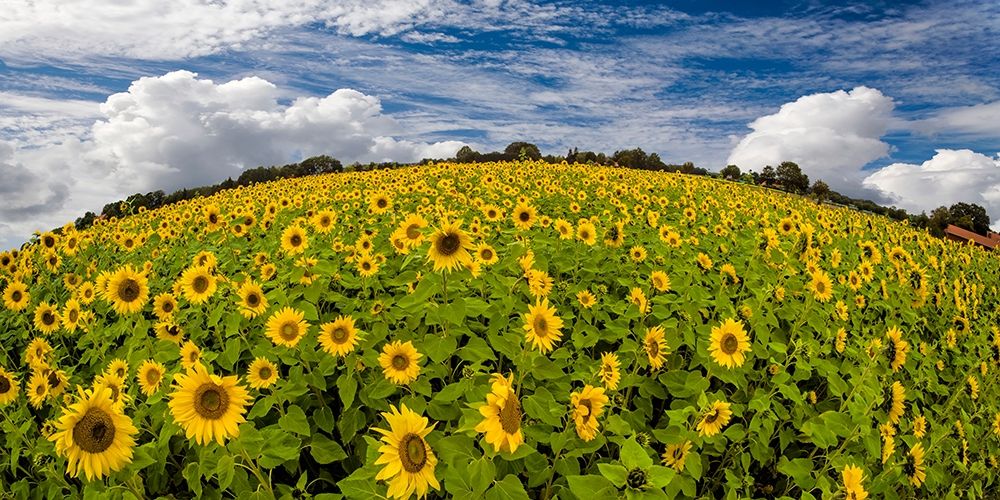 Sonnenblumenwelt art print by Rolf Fischer for $57.95 CAD