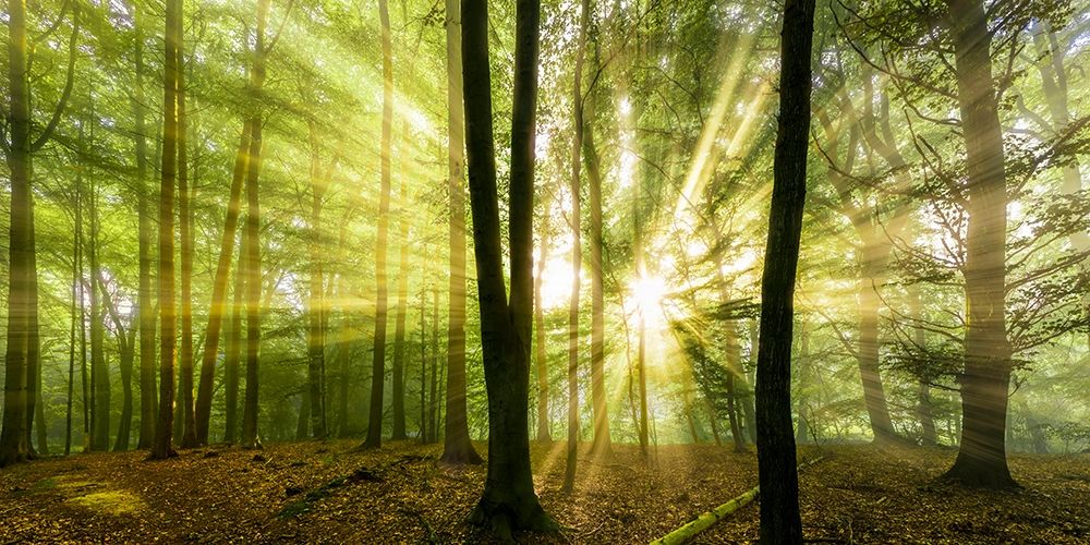 Nebelstimmung  mit Sonne im Wald art print by Rolf Fischer for $57.95 CAD