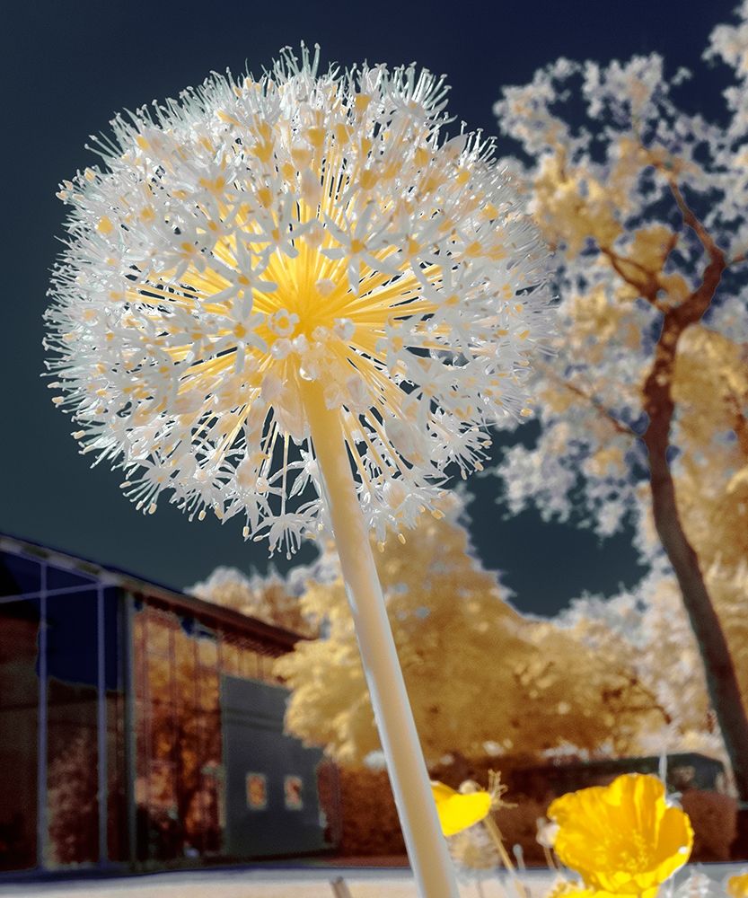 Infrared Macro art print by Tonee Gee for $57.95 CAD