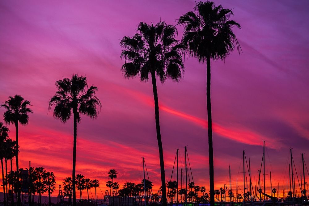 Black Palms art print by Tom Lichtenwalter for $57.95 CAD