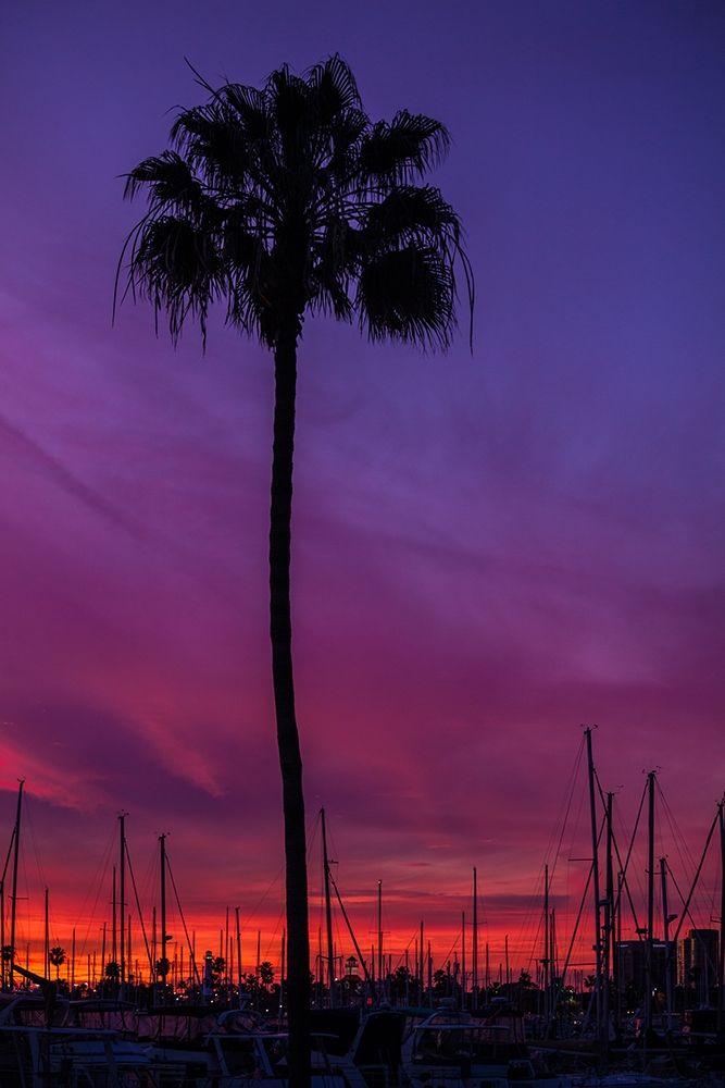 Sunset Sailing art print by Tom Lichtenwalter for $57.95 CAD