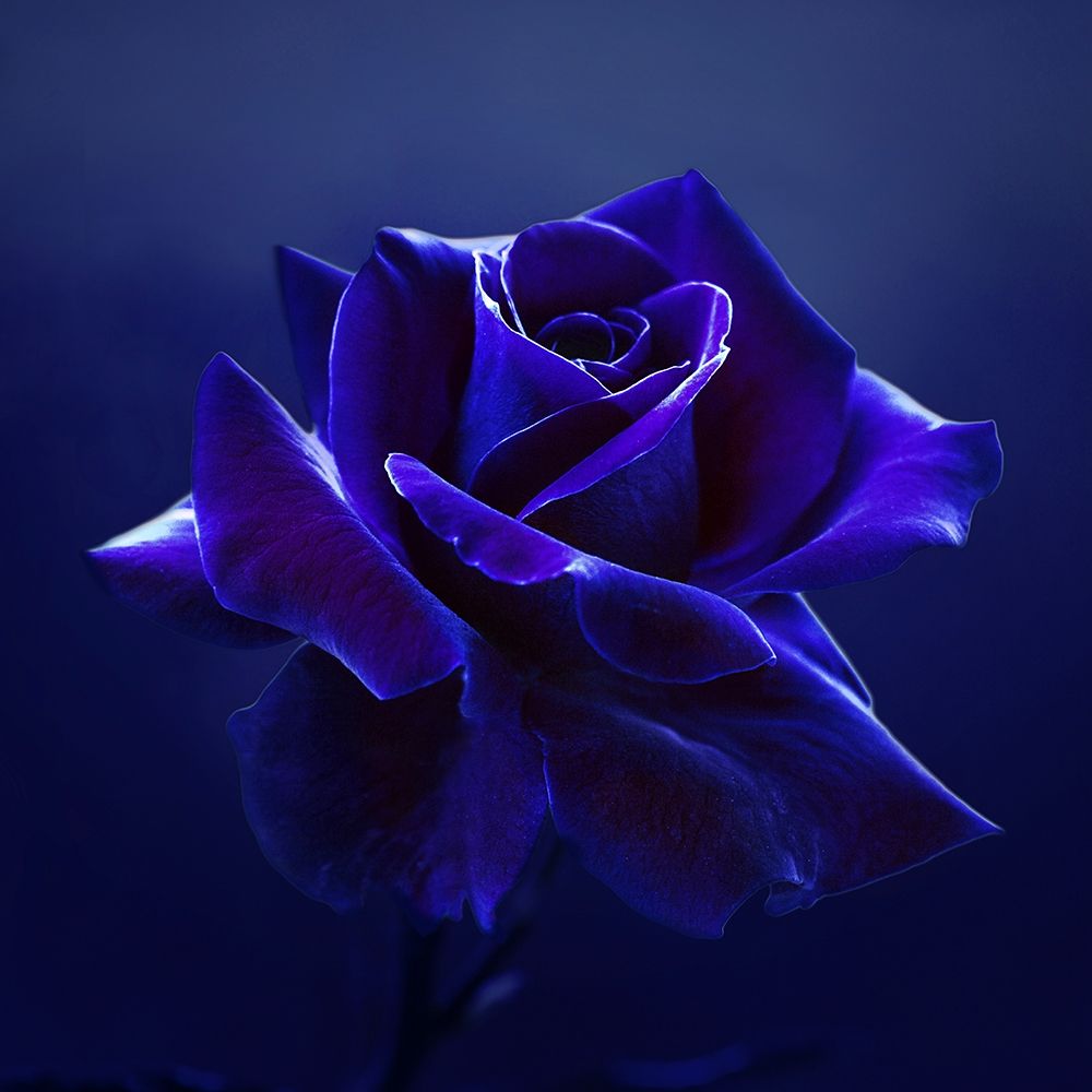 Midnight Rose art print by Lily Seidel for $57.95 CAD