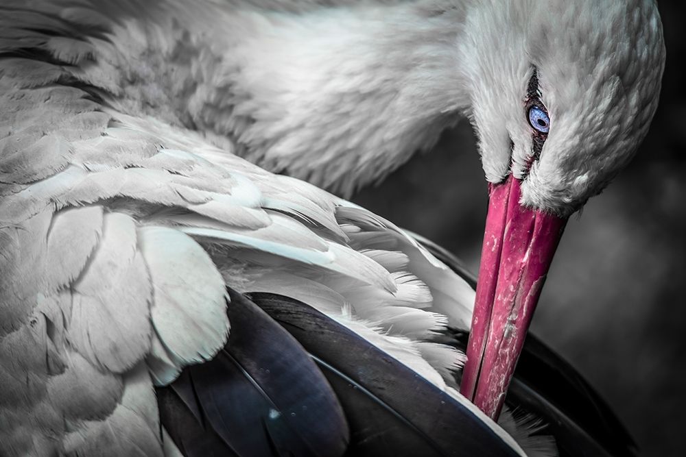 The Stork art print by Ronin for $57.95 CAD