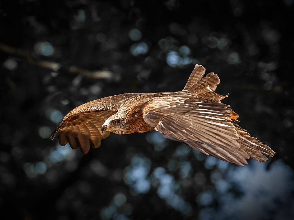 Red Kite flies art print by Ronin for $57.95 CAD