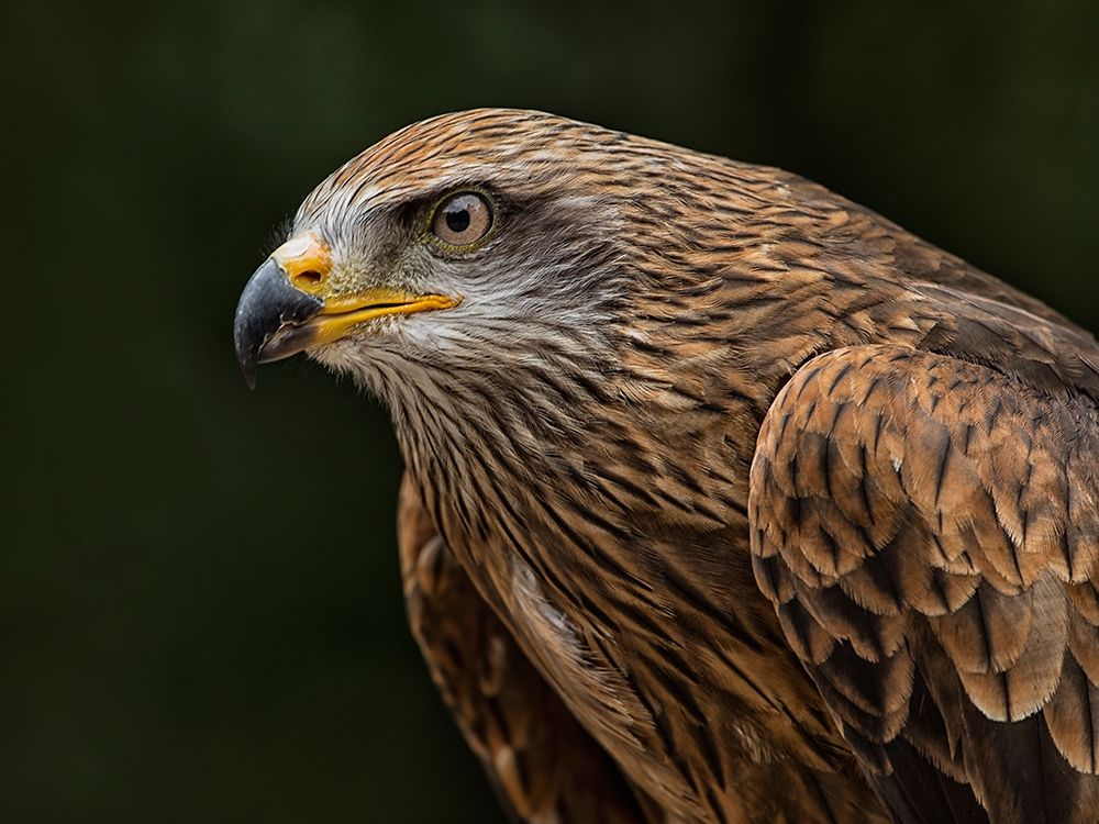 Red Kite art print by Ronin for $57.95 CAD