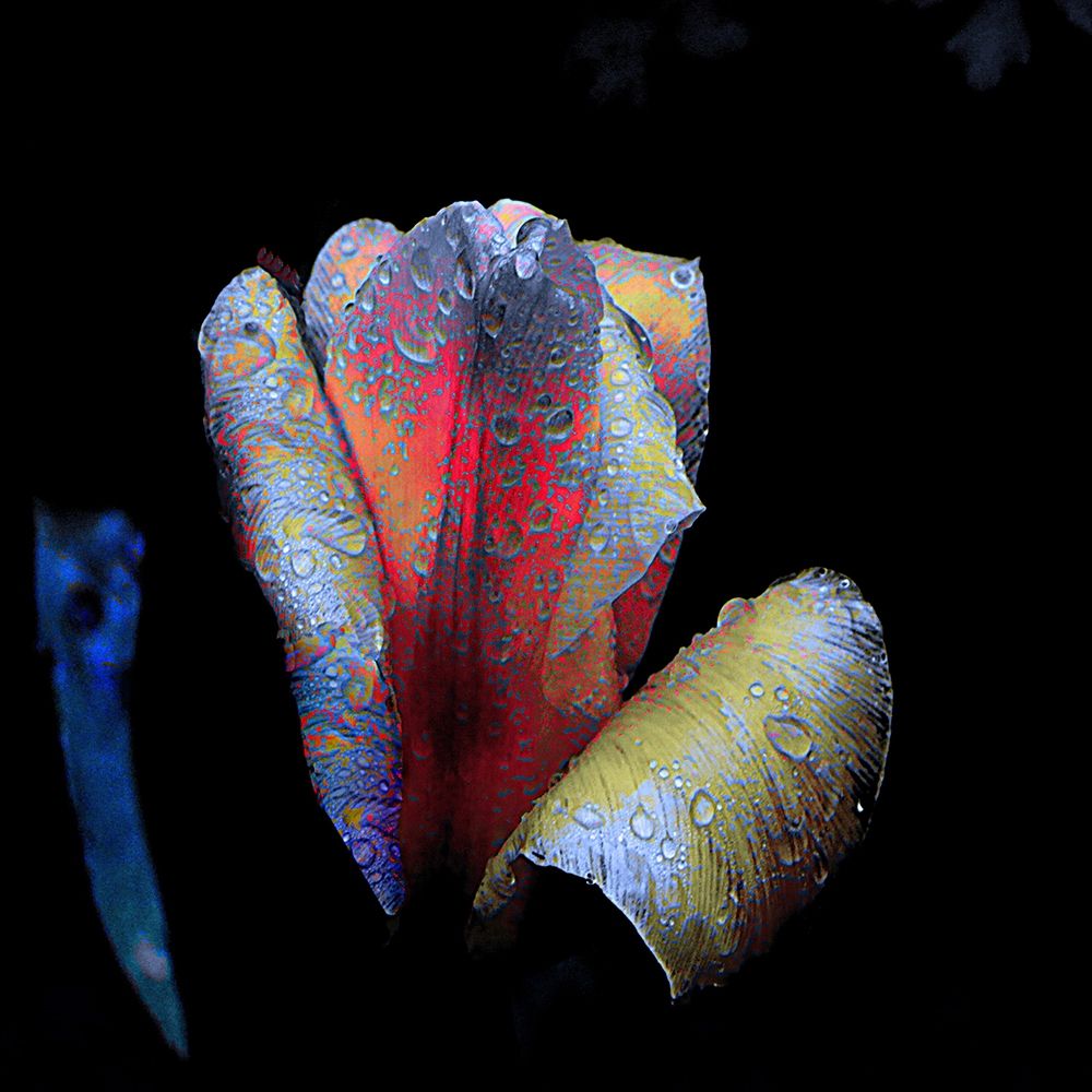 Tulpen-Nacht art print by Matthias Baumann for $57.95 CAD