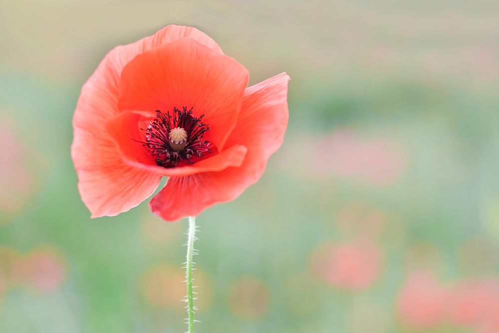 Coquelicot art print by Gaelle Strohmenger for $57.95 CAD