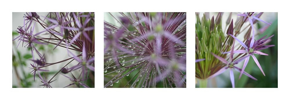 Allium I art print by MIRA for $57.95 CAD