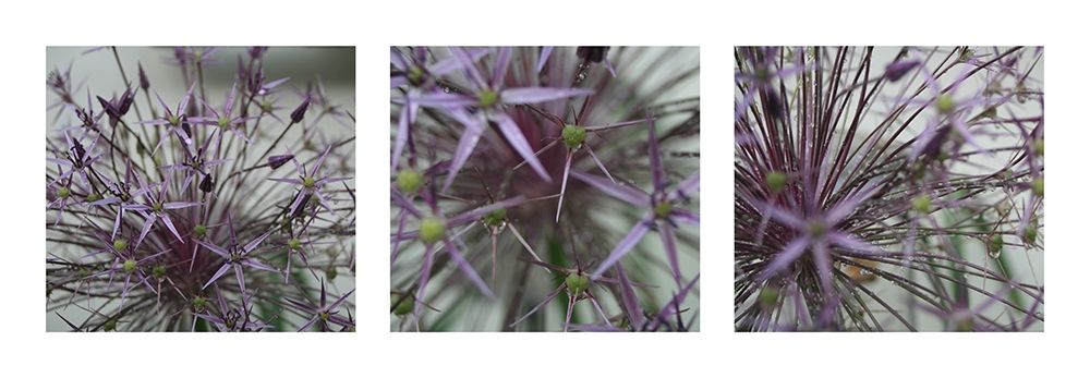 Allium II art print by MIRA for $57.95 CAD
