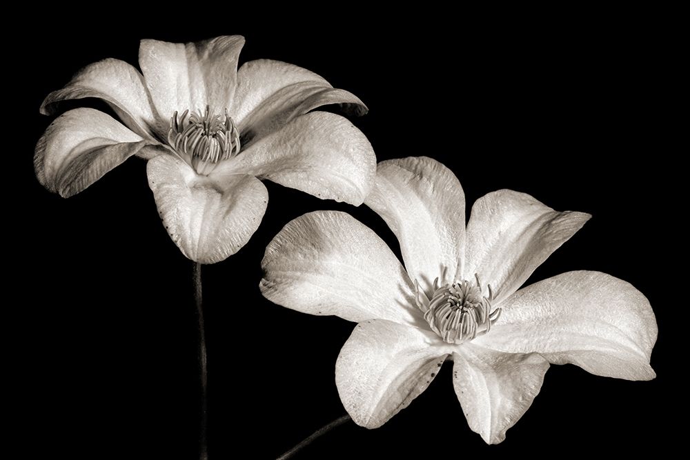 Stars II art print by Uwe Steger for $57.95 CAD
