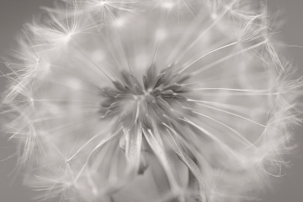 Gentle Touch II art print by Uwe Steger for $57.95 CAD