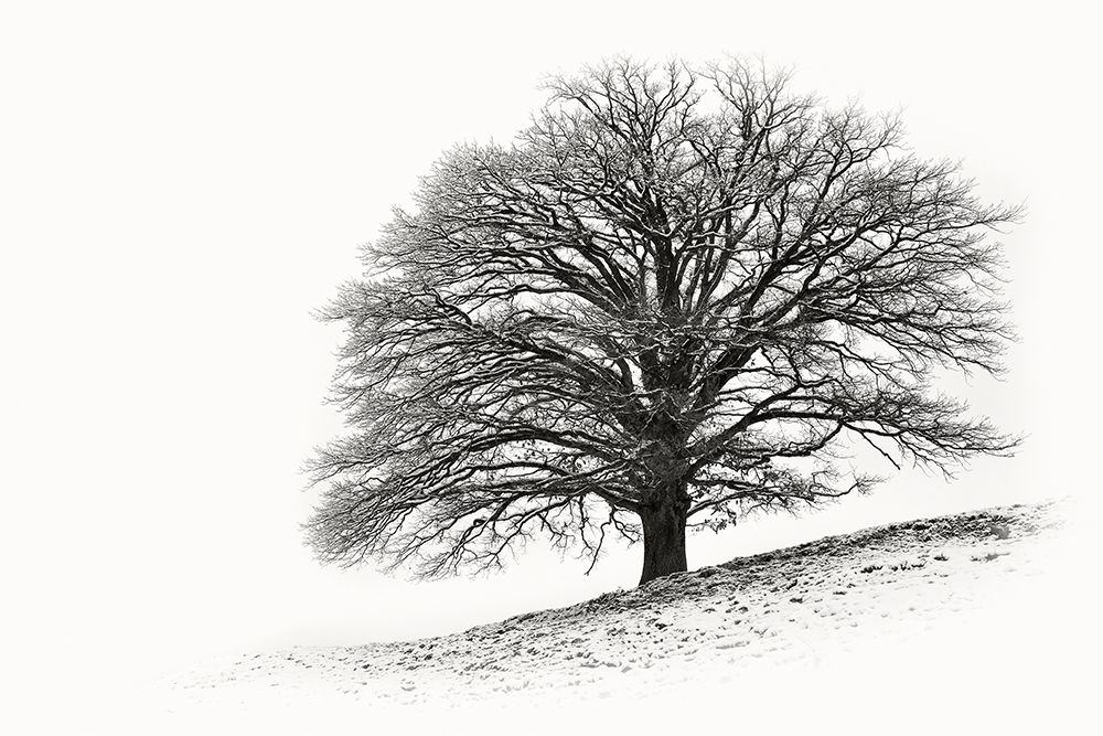 Solitar I art print by Uwe Steger for $57.95 CAD