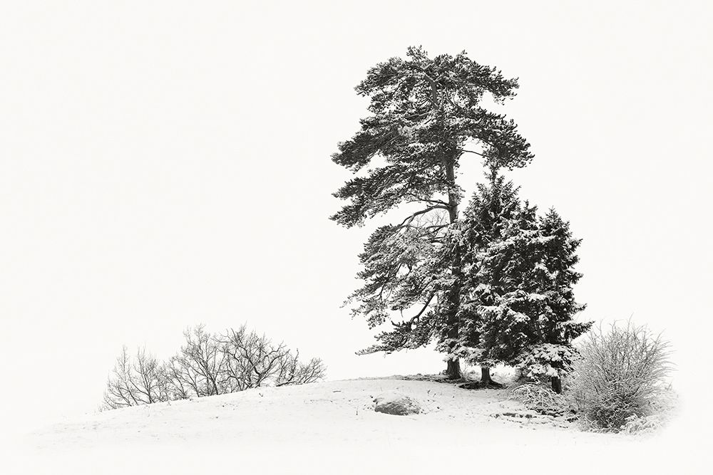 Solitar II art print by Uwe Steger for $57.95 CAD