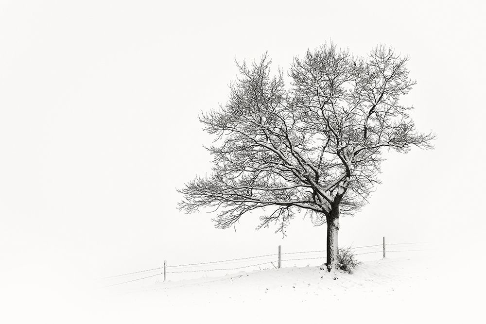 Solitar III art print by Uwe Steger for $57.95 CAD