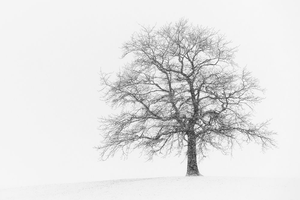 Wintersturm I art print by Uwe Steger for $57.95 CAD