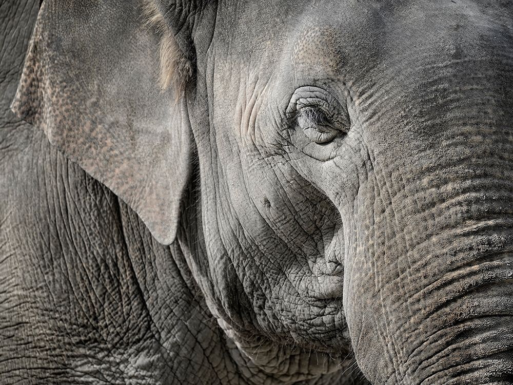 Master Front art print by Uwe Steger for $57.95 CAD