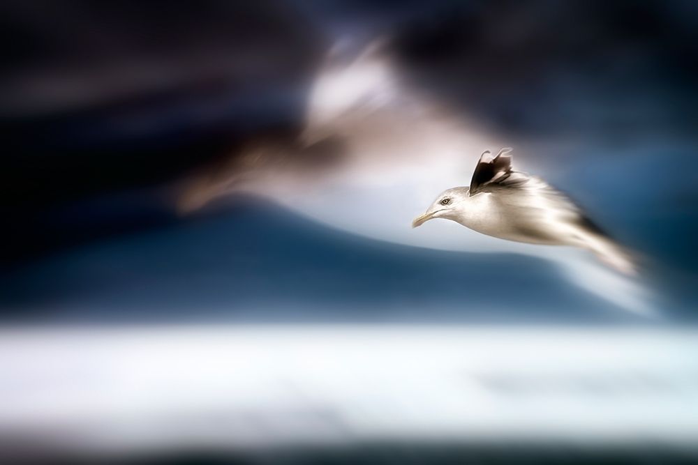 Dreamfly art print by Uwe Steger for $57.95 CAD