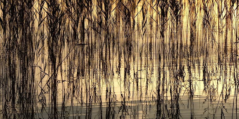 Reed Part I art print by Uwe Steger for $57.95 CAD