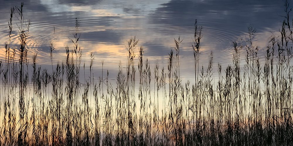 Reed Part II art print by Uwe Steger for $57.95 CAD