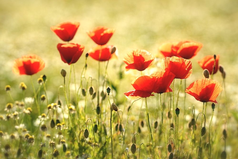 Some Poppy Part I art print by Uwe Steger for $57.95 CAD