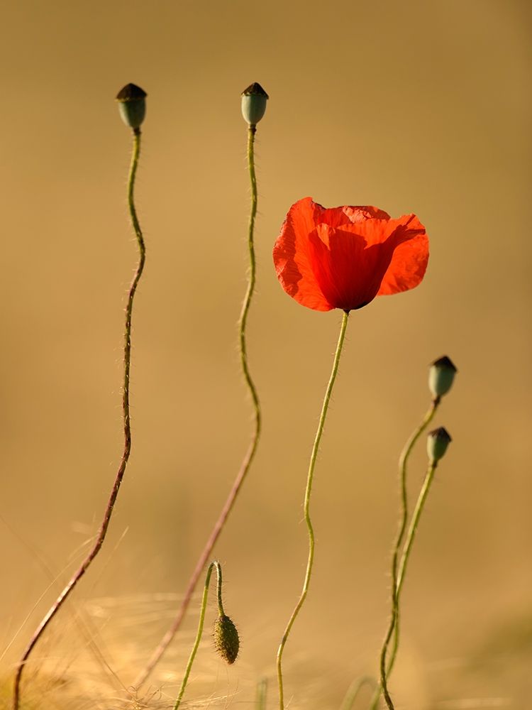 The Last Flowers art print by Uwe Steger for $57.95 CAD