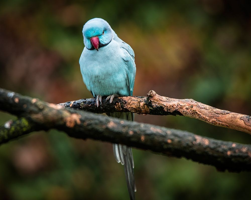 Blue Parrot art print by Ronin for $57.95 CAD