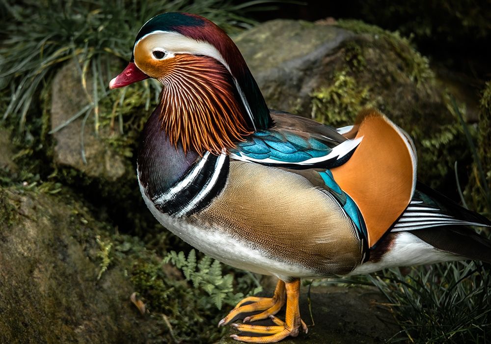 Manderin Duck art print by Ronin for $57.95 CAD