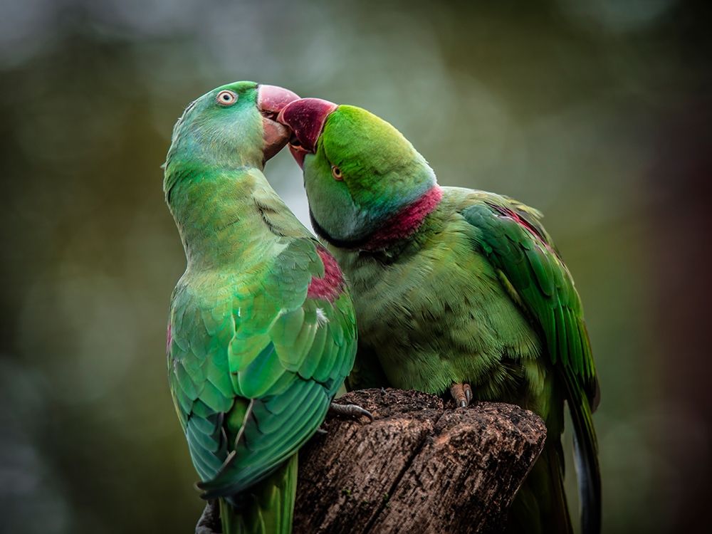 Green Parrot I art print by Ronin for $57.95 CAD