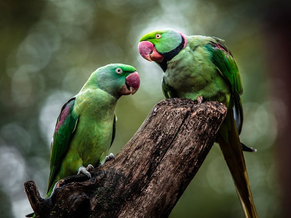 Green Parrot II art print by Ronin for $57.95 CAD
