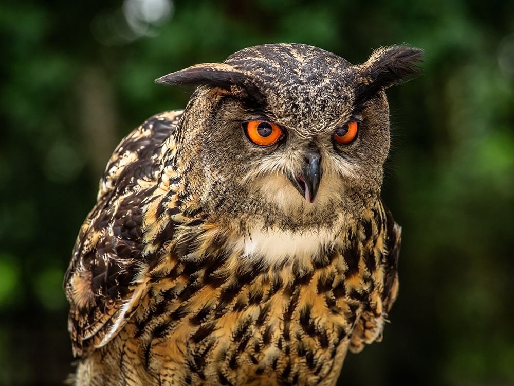 OE Oe Owl art print by Ronin for $57.95 CAD