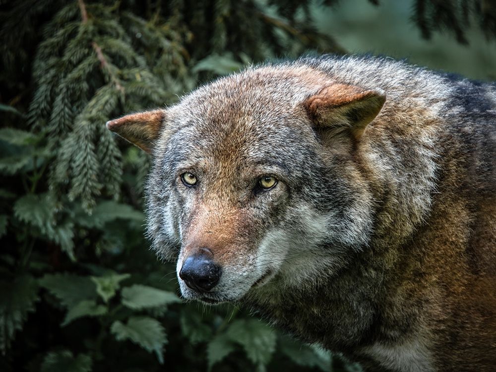 Lone Wolf art print by Ronin for $57.95 CAD