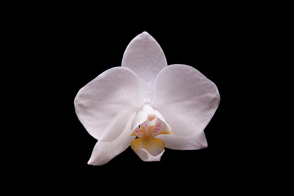 Orchidee I art print by Volker Brosius for $57.95 CAD