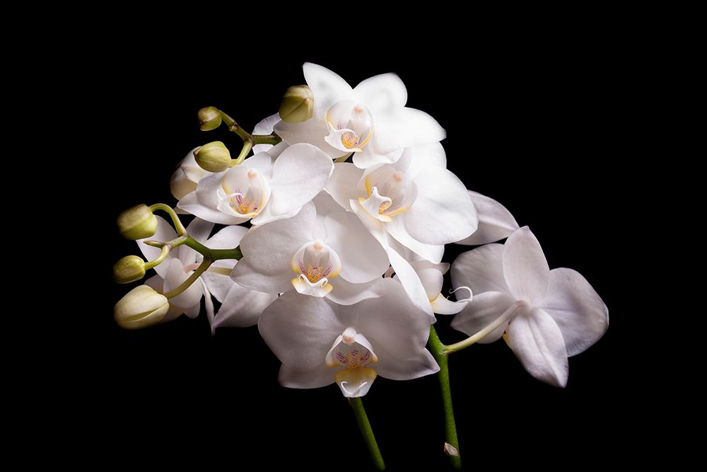 Orchidee II art print by Volker Brosius for $57.95 CAD