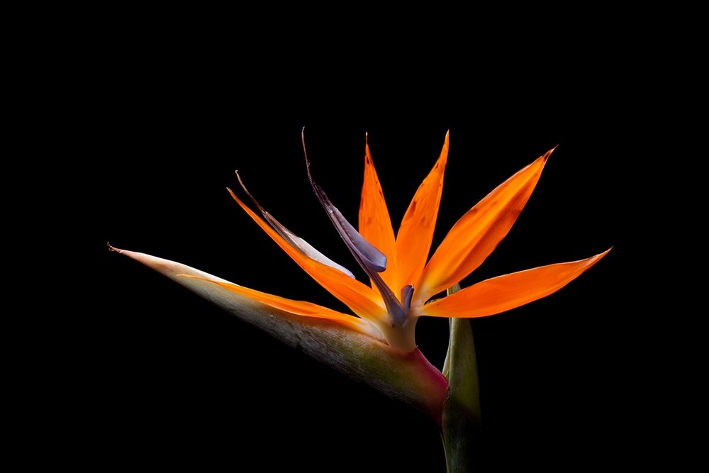 Strelitzia art print by Volker Brosius for $57.95 CAD