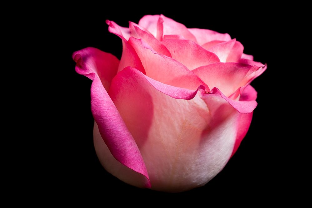 Rose I art print by Volker Brosius for $57.95 CAD