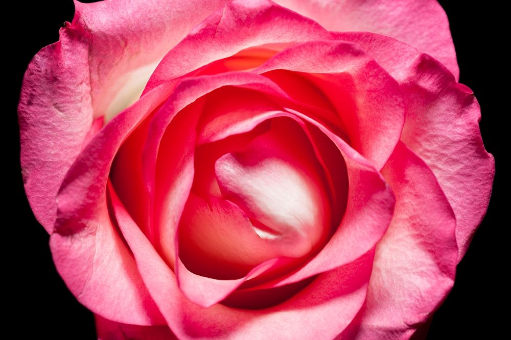 Rose II art print by Volker Brosius for $57.95 CAD